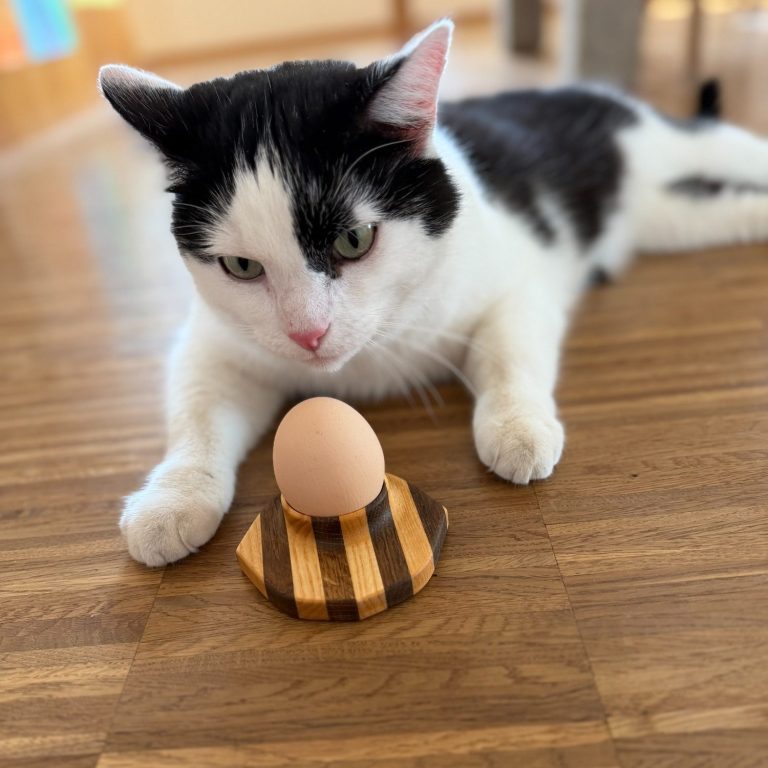 Kater Smoky übernimmt die Qualitäskontrolle Schwarz-weißer Kater Smoky betrachtet sich den Eierbecher